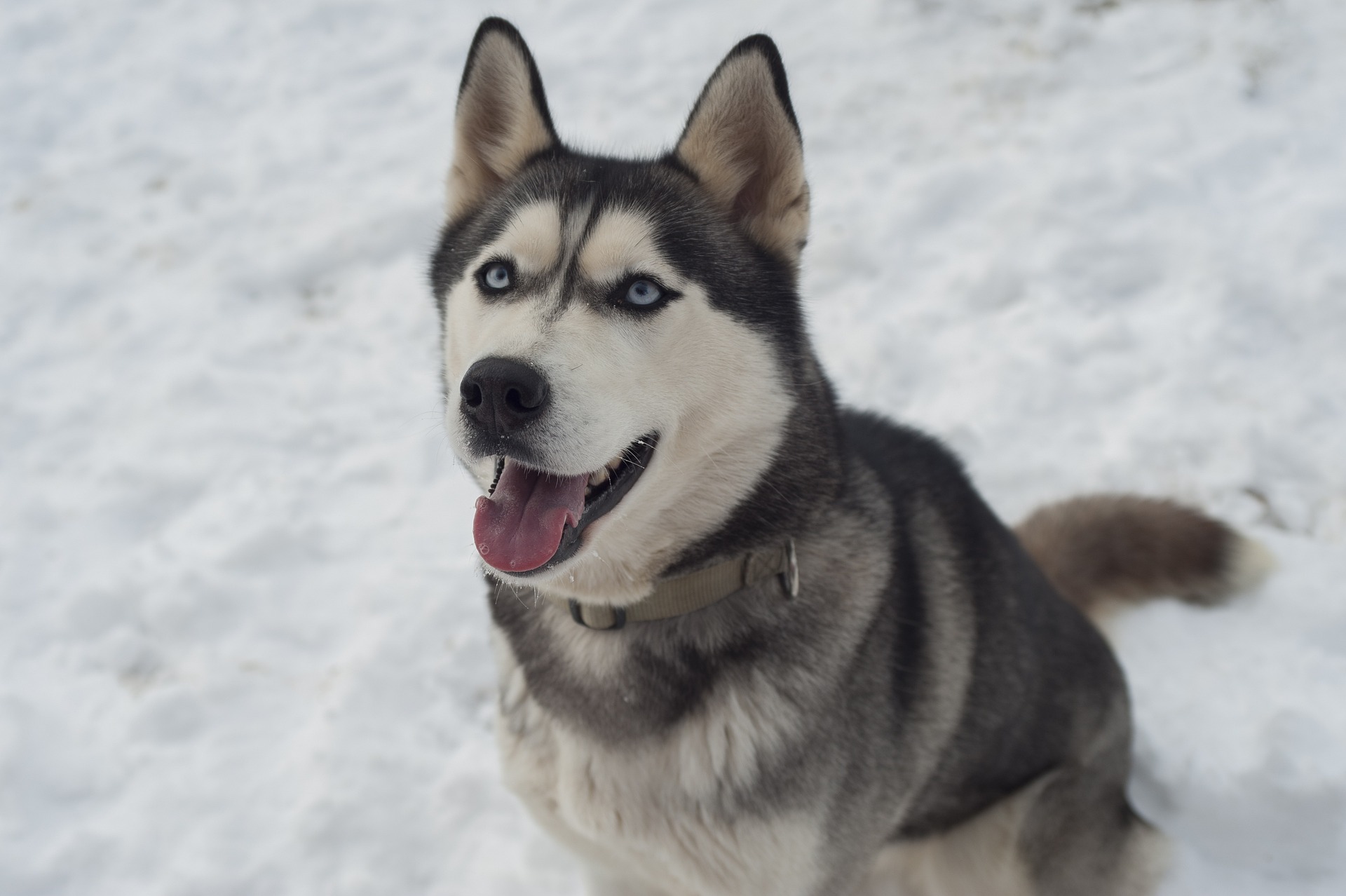 Mila the husky dog